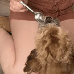 A dog eagerly eating from a spoon held by a person.