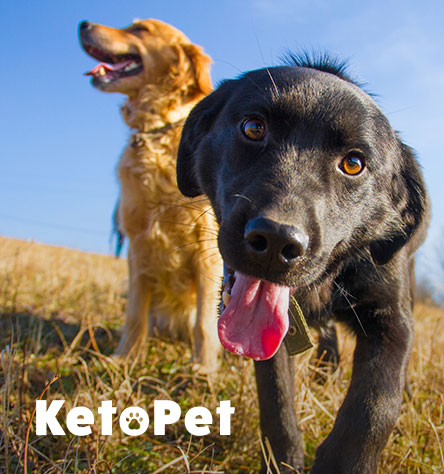 Two dogs in a field, one golden and one black, with 'KetoPet' text.