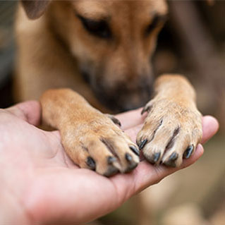 A dog's front paws resting gently in a human hand.