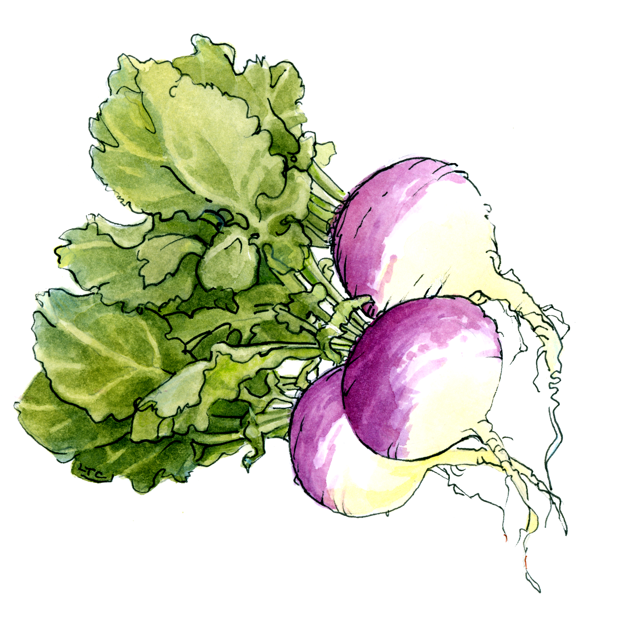 turnip drawing