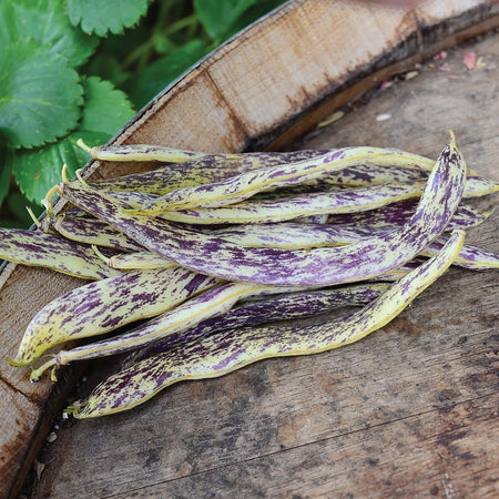 Dragon Tongue Bean Seed - Territorial Seed Company