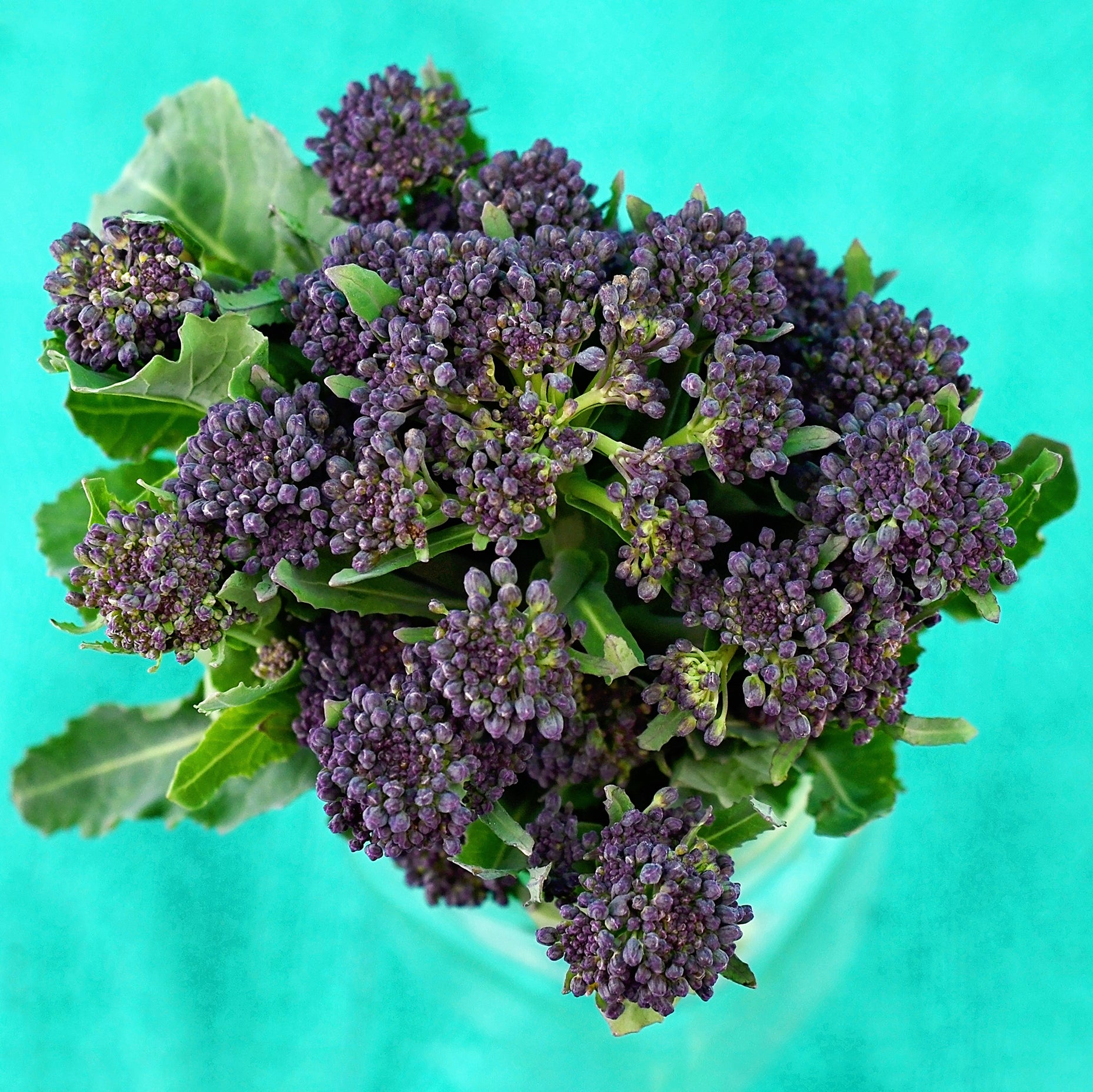 purple sprouting broccoli seedlings