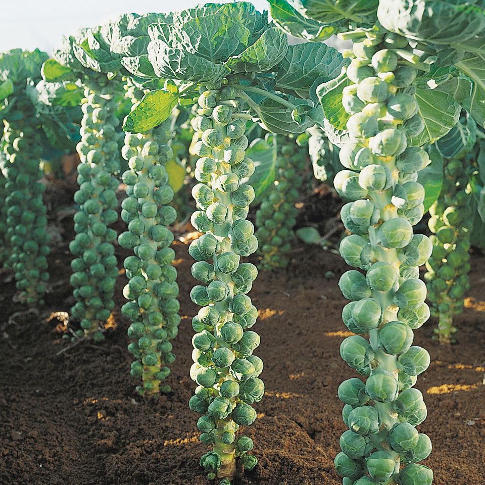 Igor Brussels Sprouts Seed | Seed