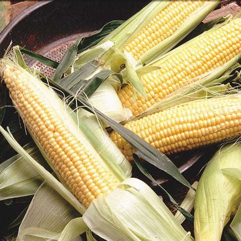 tender corn - Territorial Seed