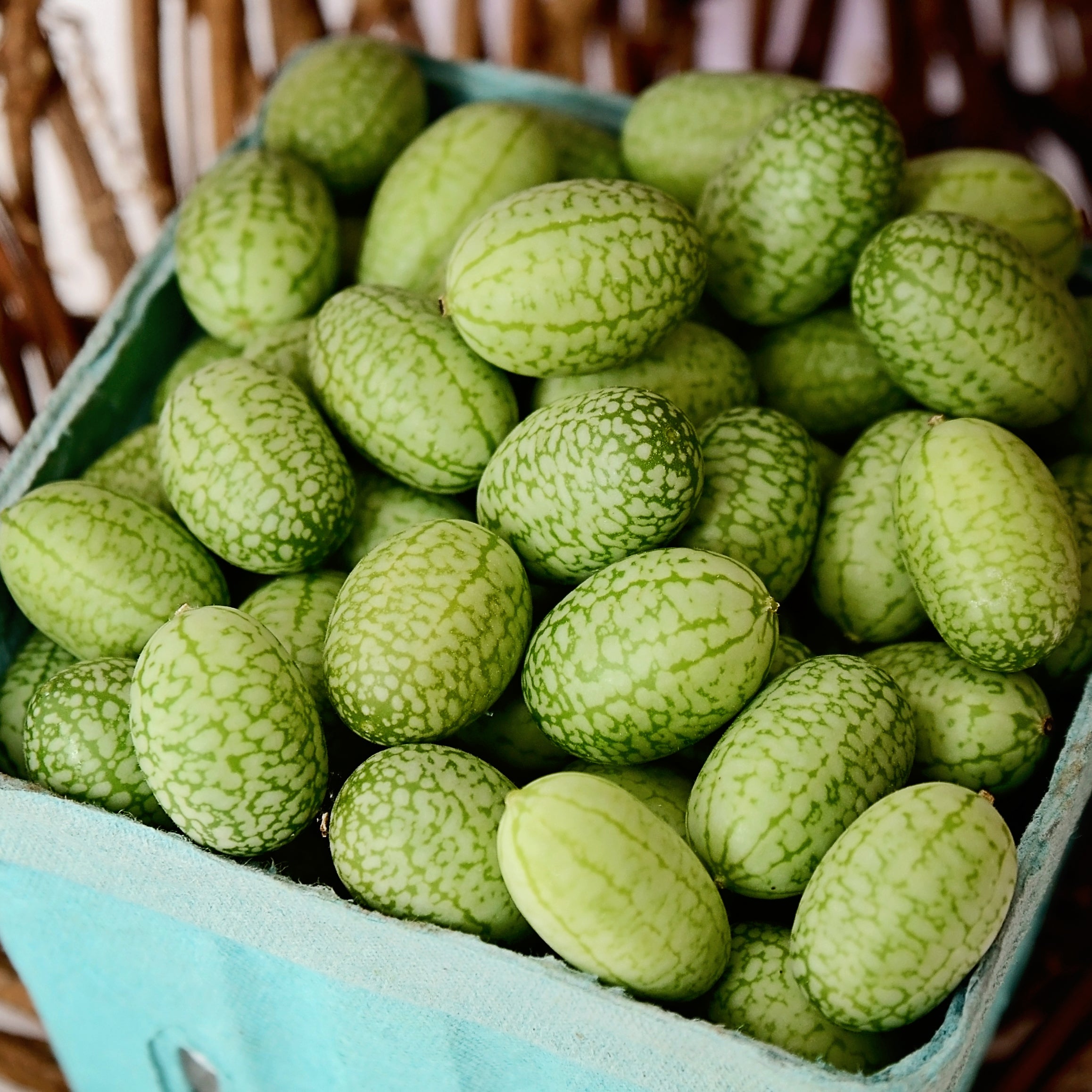 Mexican Sour Gherkin Cucumber Seed - Territorial Seed Company