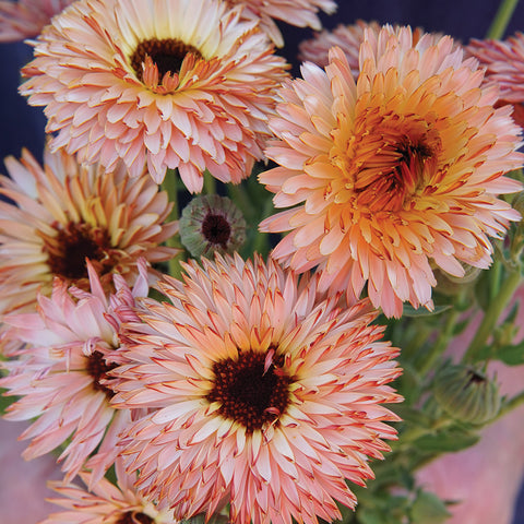 Calendula 'Neon' seeds - Calendula officinalis