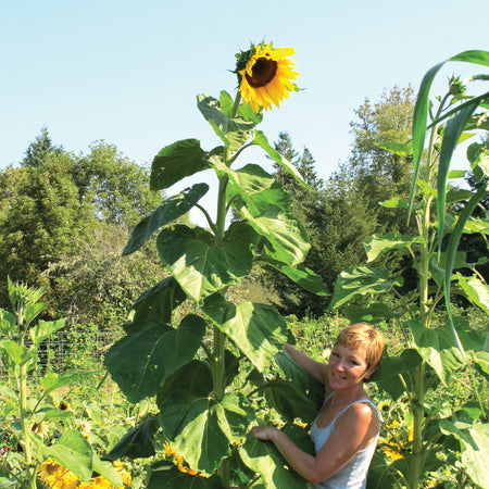 American Giant Sunflower Seed | Territorial Seed