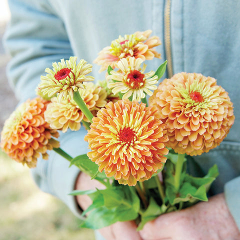 Strawflower, King Size Orange