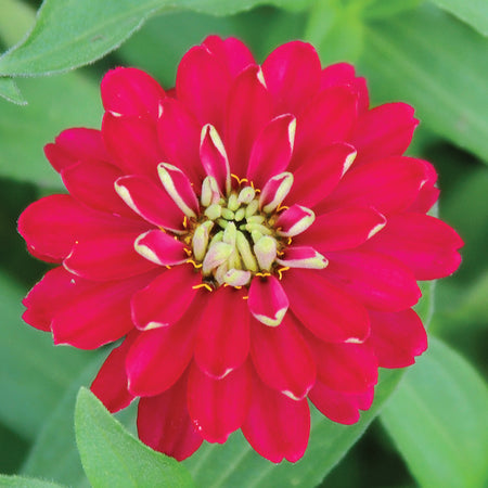 Zahara Double Cherry Zinnia Seed Territorial Seed Company