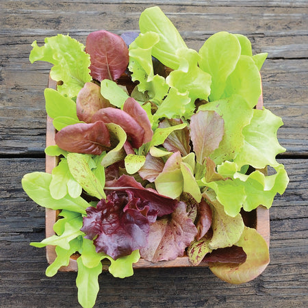 London Springs Lettuce Mix Lettuce Seed Territorial Seed Company