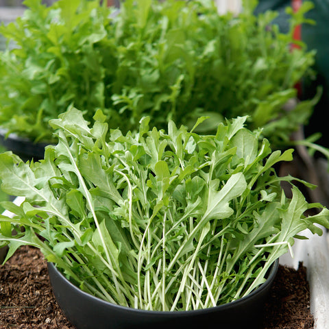 Arugula Roquette Seeds / Spicy Salad/Microgreen