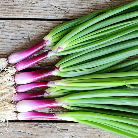 Italian Scallion' Heirloom Salad Onions