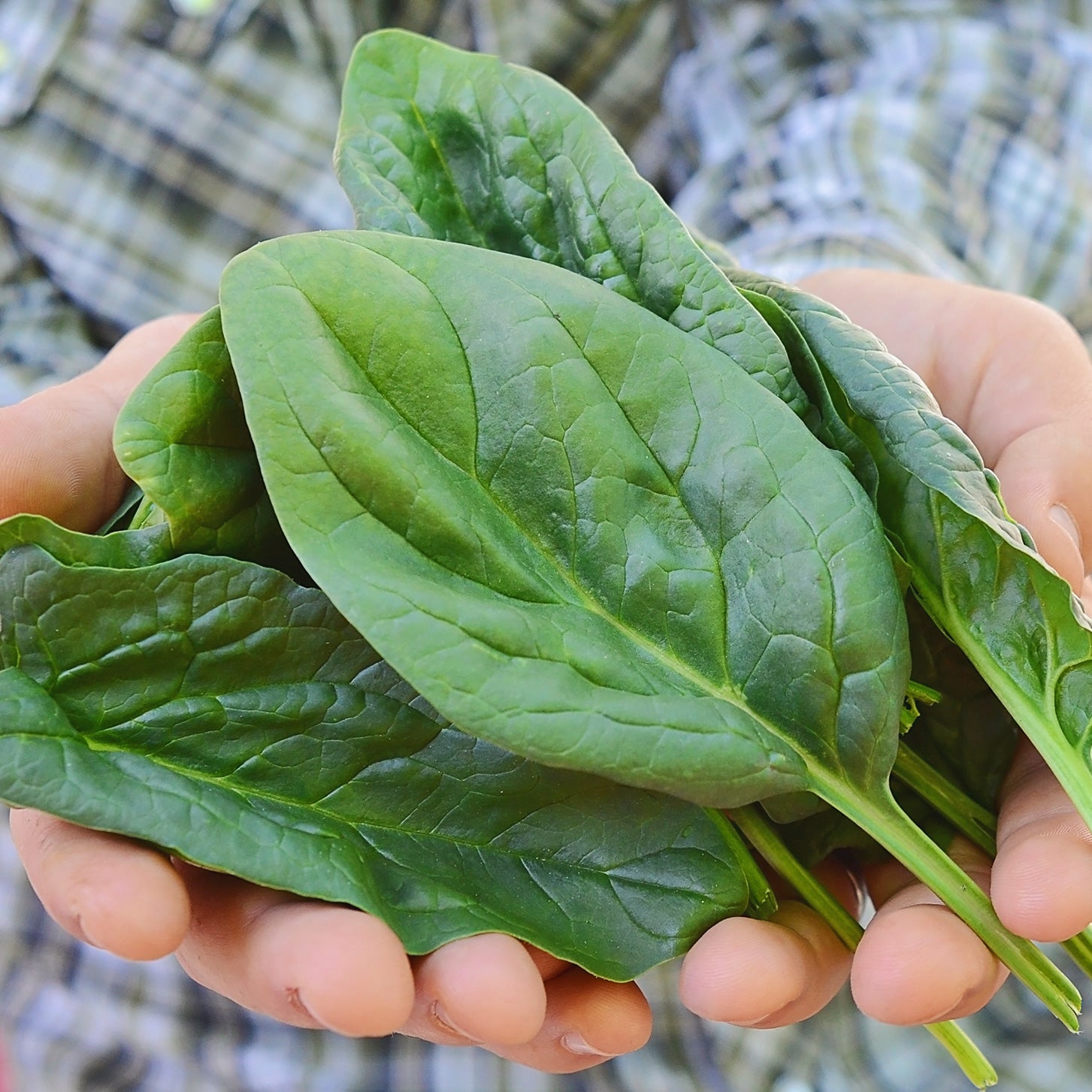 spinach seedlings