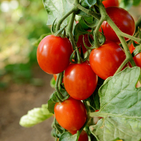 Beaverlodge Slicer - Heirloom Tomato Seeds