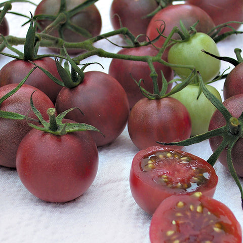 Darkstar Hybrid Tomato