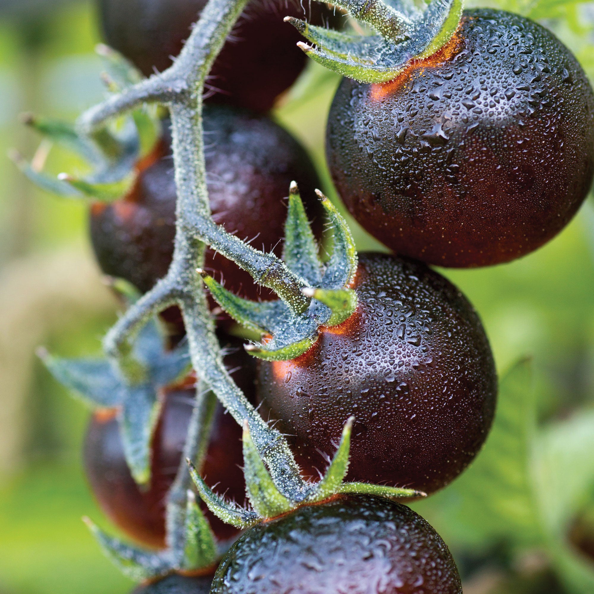eeuwig lijden Slagschip Indigo™ Blue Berries Tomato Seed | Territorial Seed
