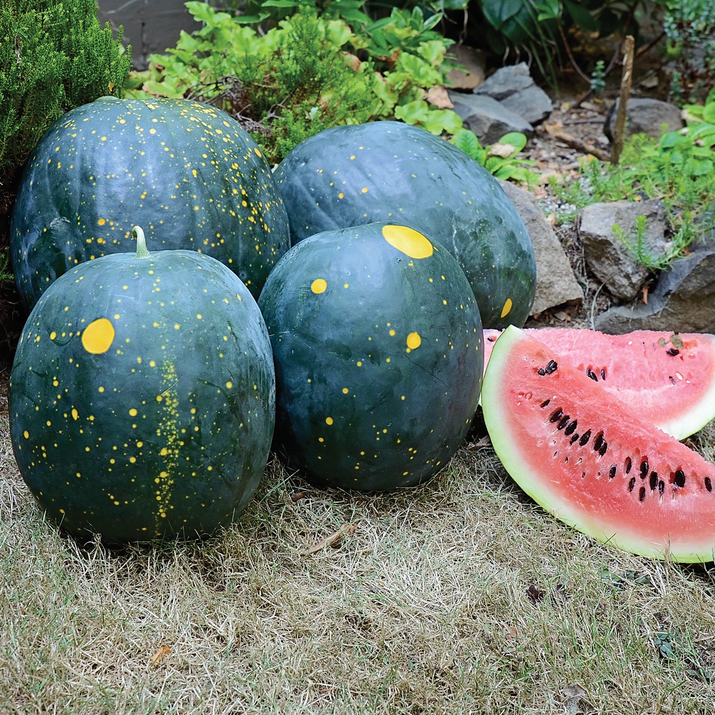 Moon And Stars Watermelon Seed Territorial Seed Company