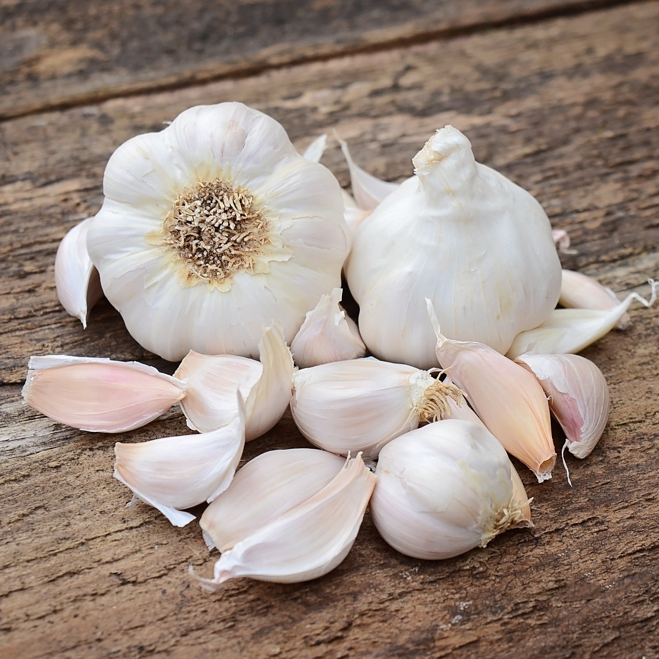 Silver White Garlic Organic Garlic - Territorial Seed Company