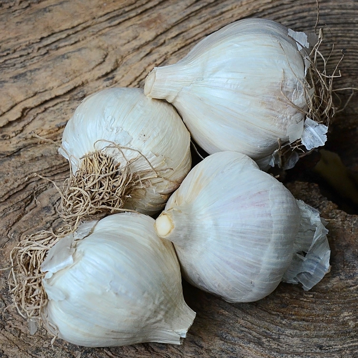 PREMIUM NORTHERN WHITE - Territorial Seed product image