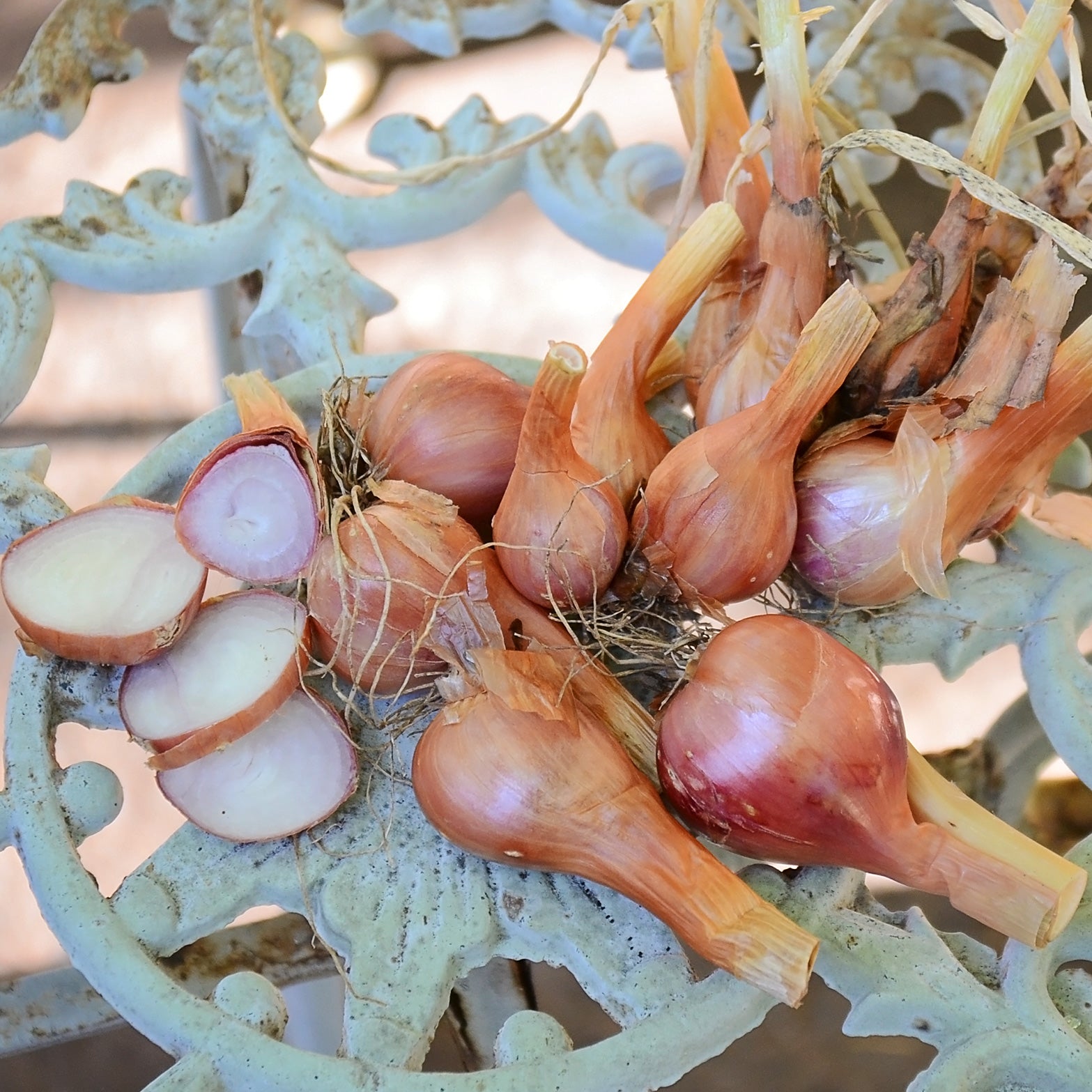 SANTÉ - Territorial Seed product image