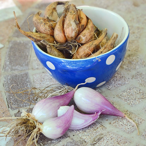 Echalion Crème Brûlée Shallot Seeds