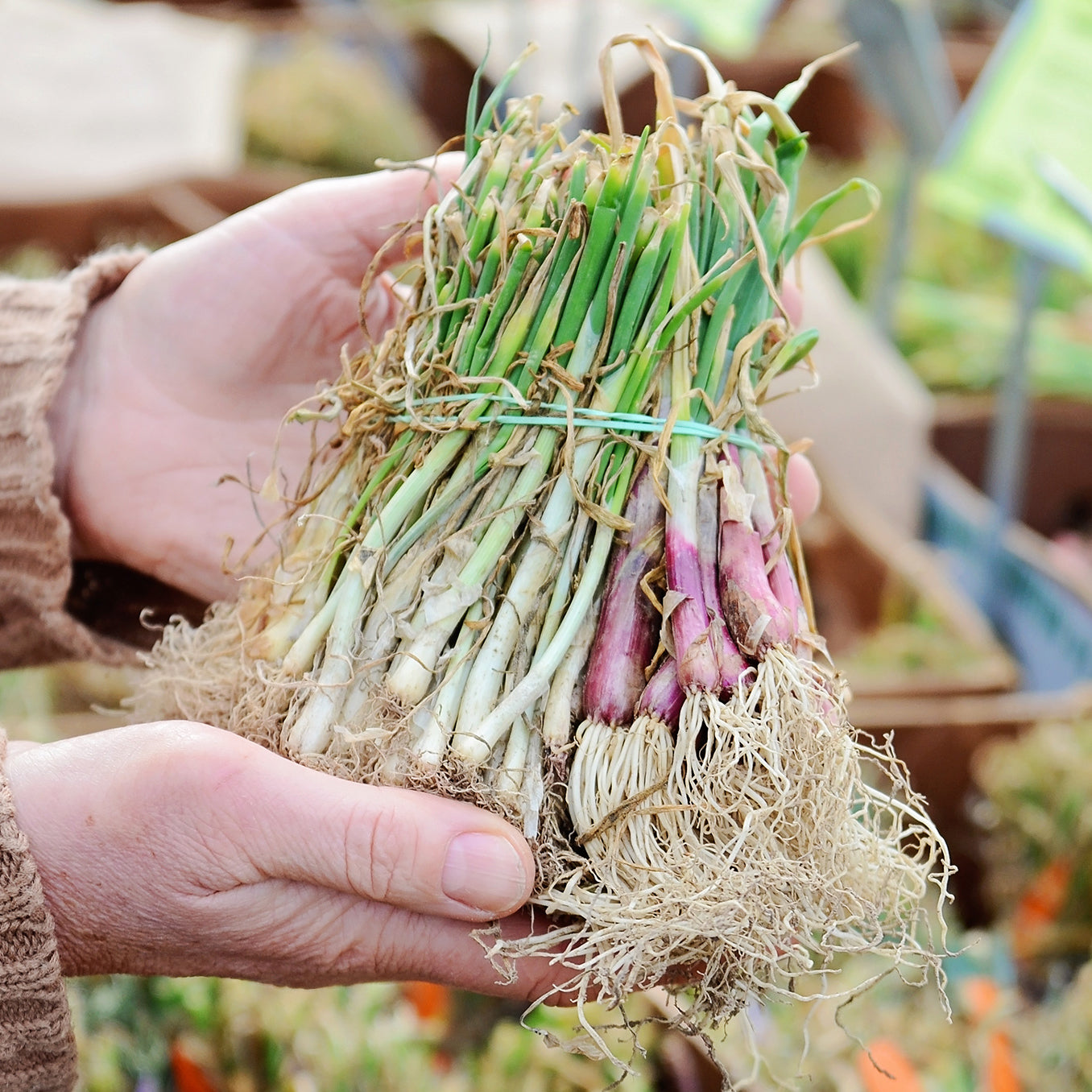 onion seedlings