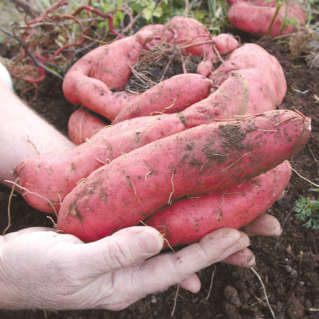 georgia jet sweet potato