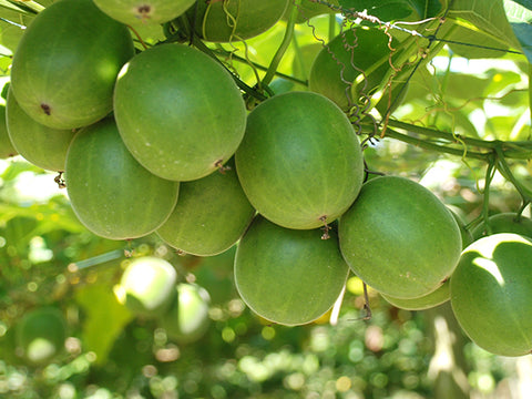 monk fruit on tree