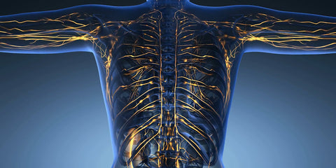 Lymphatic Health