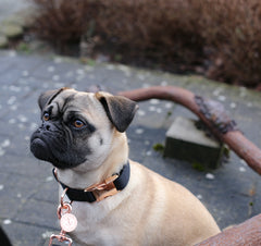 Kleiner Mops mit Hundehalsband in Farbe schwarz Kleiner Mops mit Halsband in schwarz