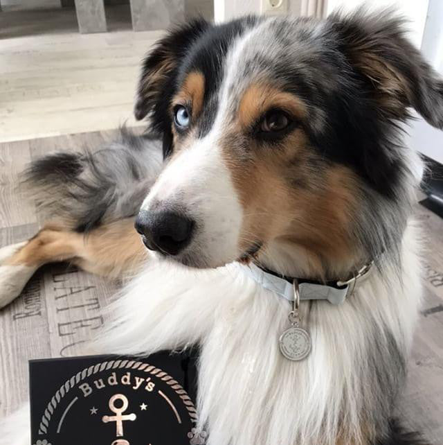 Schöner Australian Shephard mit Hundehalsband in blau Australian Shepherd mit Halsband von Buddy's Crew