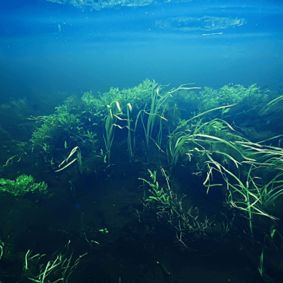 algae in the ocean