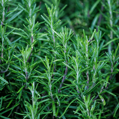 rosemary