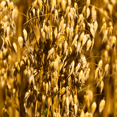 oat kernels