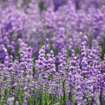 lavender