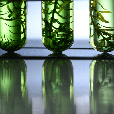 algae in test tubes