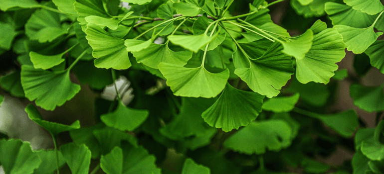 ginkgo Biloba leaves