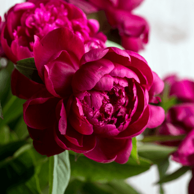 peonies