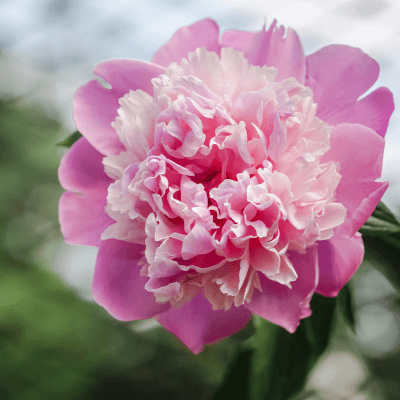 peonies