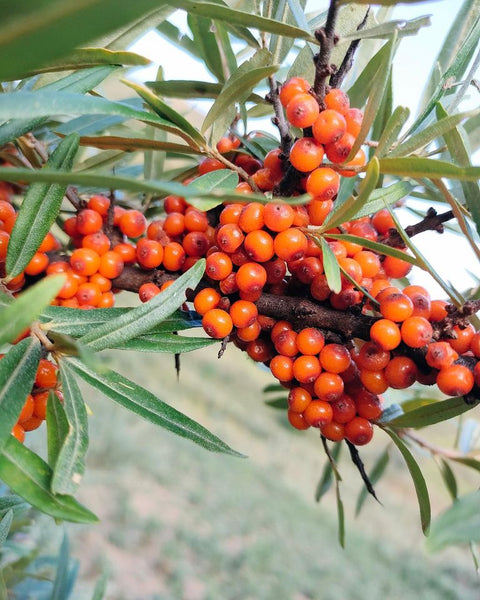 SeabuckWonders Organic Seabuckthorn berry harvest