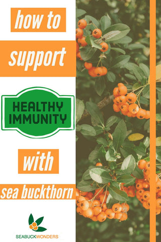 Supporting a healthy immune system is something you should think about before you even get sick. The best way to keep your immune system strong is to eat a healthy diet, exercise, and include nutrient rich superfoods like sea buckthorn oil.  Sea buckthorn oil is an amazing option for daily immune support because of its vast pool of antioxidants, omega fatty acids, and other bioactive nutrients.