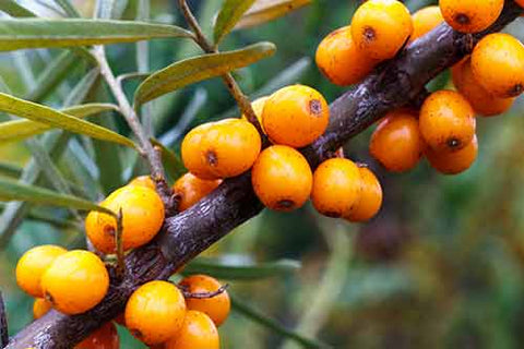 Education: About Sea Buckthorn 
