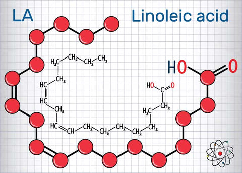 Of the different kinds of polyunsaturated fatty acids present in the skin, linoleic acid (omega 6) is the most dominant. Omega 6 is a part of other lipids found in the ecosystem of the epidermis. Lipids called sphingolipids combine with fatty acids to create ceramides.  Ceramides are one of the most important components of the outer layer of human skin. Ceramides make long sheets and it’s thought that they’re the main reason the outer layer of skin has important protective properties.  Linoleic acid enables an important protective function, and there are high levels of it found in ceramides. The network of ceramides, powered by linoleic acid, prevents the loss of water in the cells and protects from outside pathogens.  Research shows that omega 6 can be especially helpful for sensitive skin and skin that suffers from inflammation related issues.