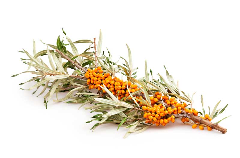 Sea buckthorn oil was used as a treatment for female reproductive health in traditional medicine in Asia. Traditional medicine used the oil to specifically treat issues with the uterus and other reproductive organs.  This study also used a blend of sea buckthorn oil made with supercritical CO2 extraction. A group of 116 women suffering from symptoms were the test subjects and placebo groups were used. Participants were not to use other oil supplements during the trial, which was three months long.