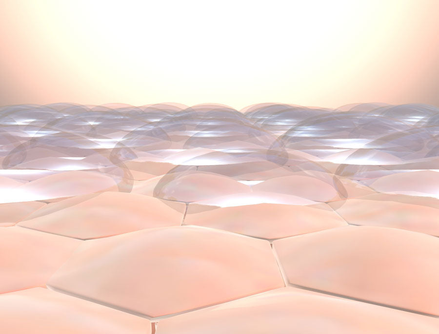 Palmitic acid lacks a double bond in its chain because it’s a saturated fat, and there’s more of it in sea buckthorn berry oil than seed oil.  This makes it more solid than other fatty acids and thus a better occlusive (meaning it protects the skin with a protective barrier that seals in moisture). This is also part of what makes sea buckthorn oil feel so good on skin and in skincare products.  Keratinocytes are the main kind of cell that make up our skin. Within keratinocytes are organelles which specialize in maintaining the protective barrier of the skin called lamellar bodies.