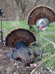 Film a turkey hunt, heads up decoy