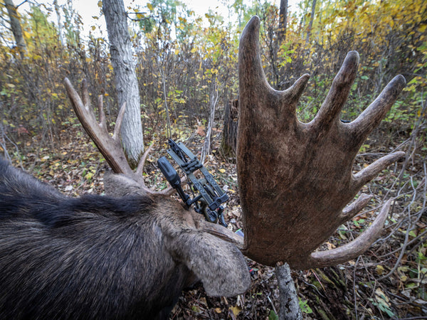 moose antler paddle, bow hunting moose, hoyt archery, alberta moose hunting