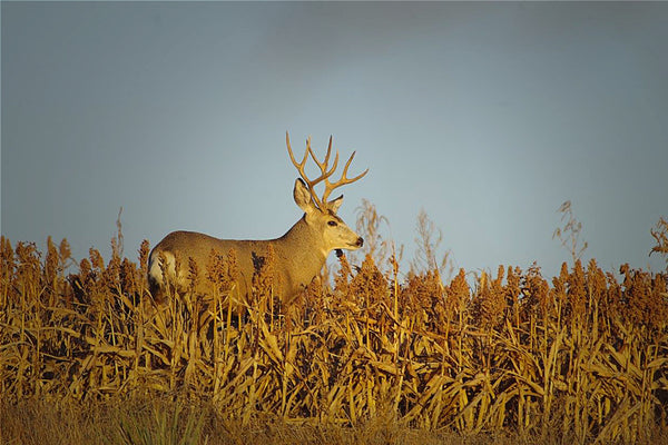 decoying mature mule deer in standing crops