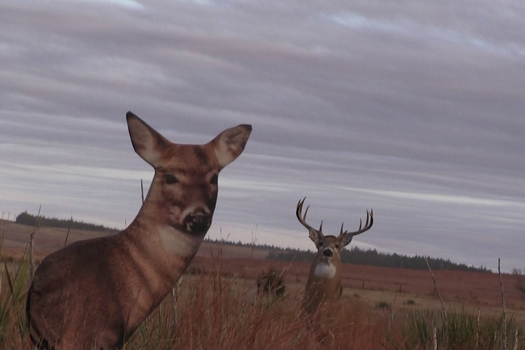 decoying whitetail bucks from the ground, heads up decoy, whitetail doe decoy