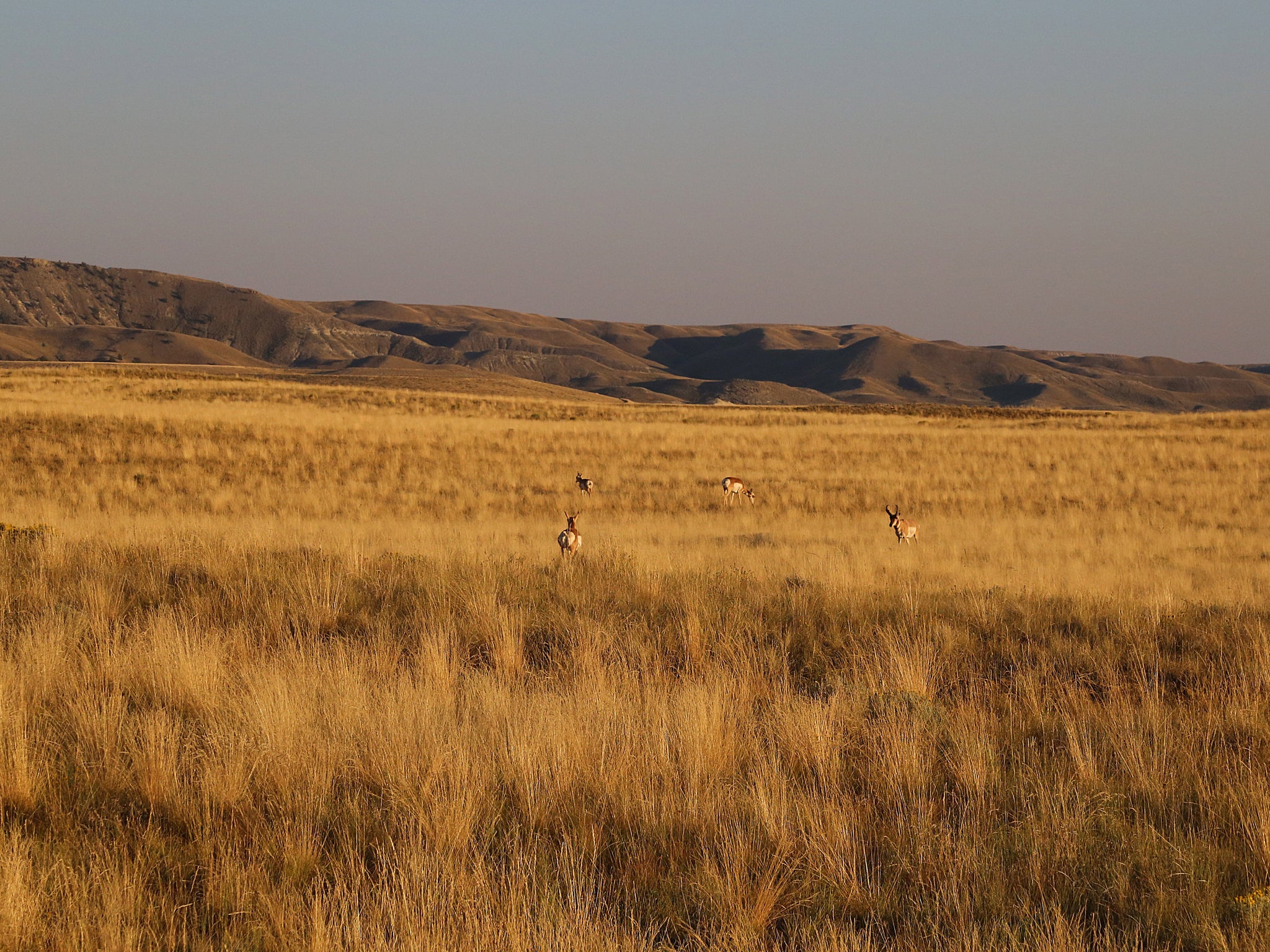 wyoming antelope hunting